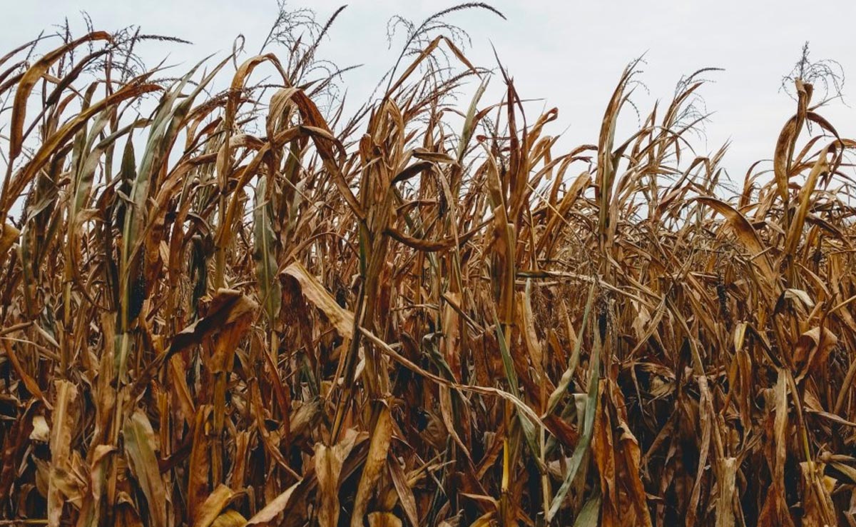 Girl, 8, Strangled To Death For Resisting Rape, Body Found In Field: Rajasthan Cops