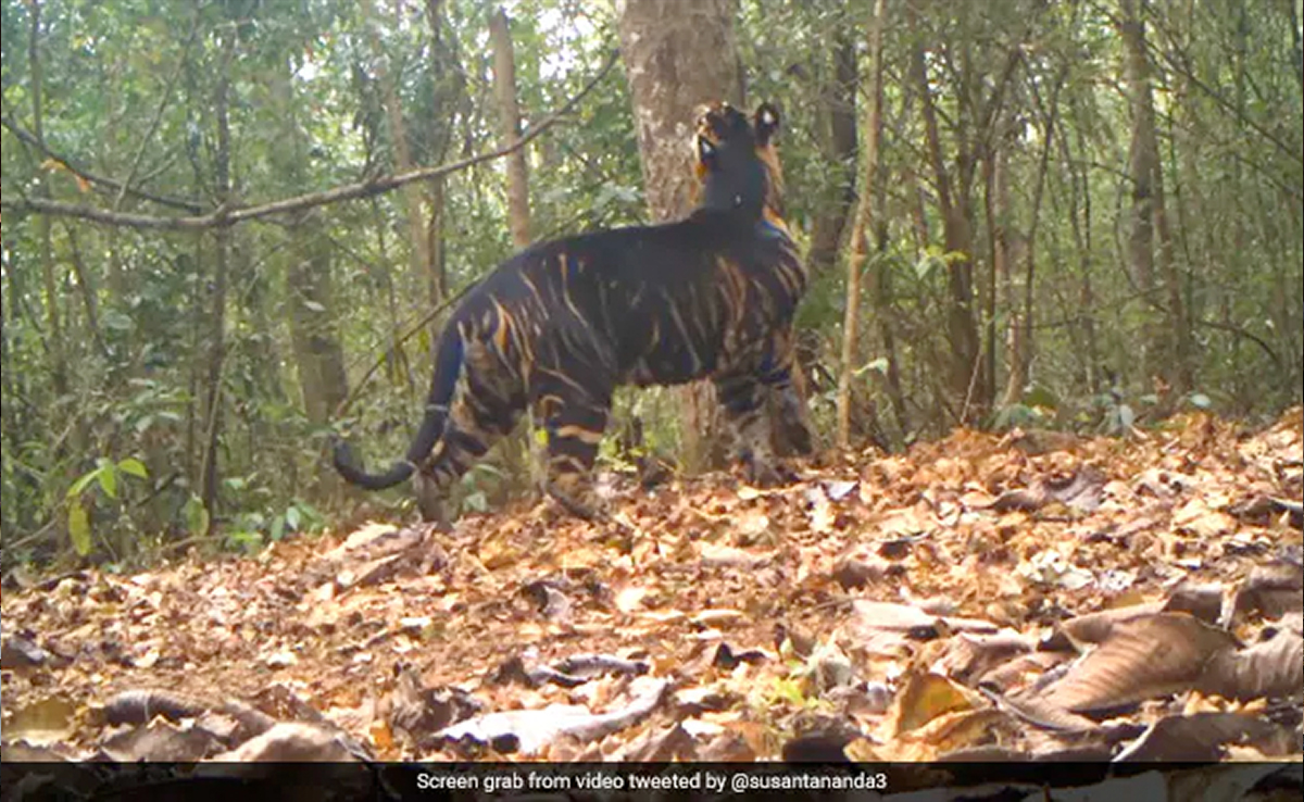 Rare Black Tiger Found Dead In Odisha Reserve