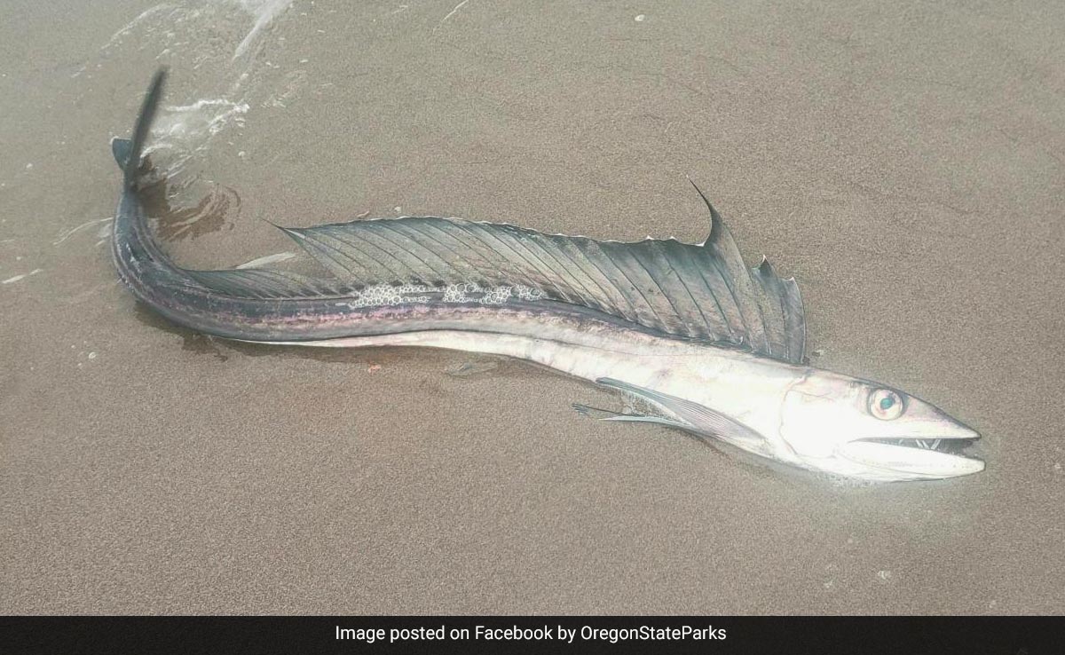 Scaleless Fanged Fish Found On Oregon Beaches, Officials Stumped