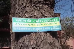Climate Change Takes Rajasthan's Favourite Staple 'Desert Berry' Off Menu Climate Change Takes Rajasthan's Favourite Staple 'Desert Berry' Off Menu