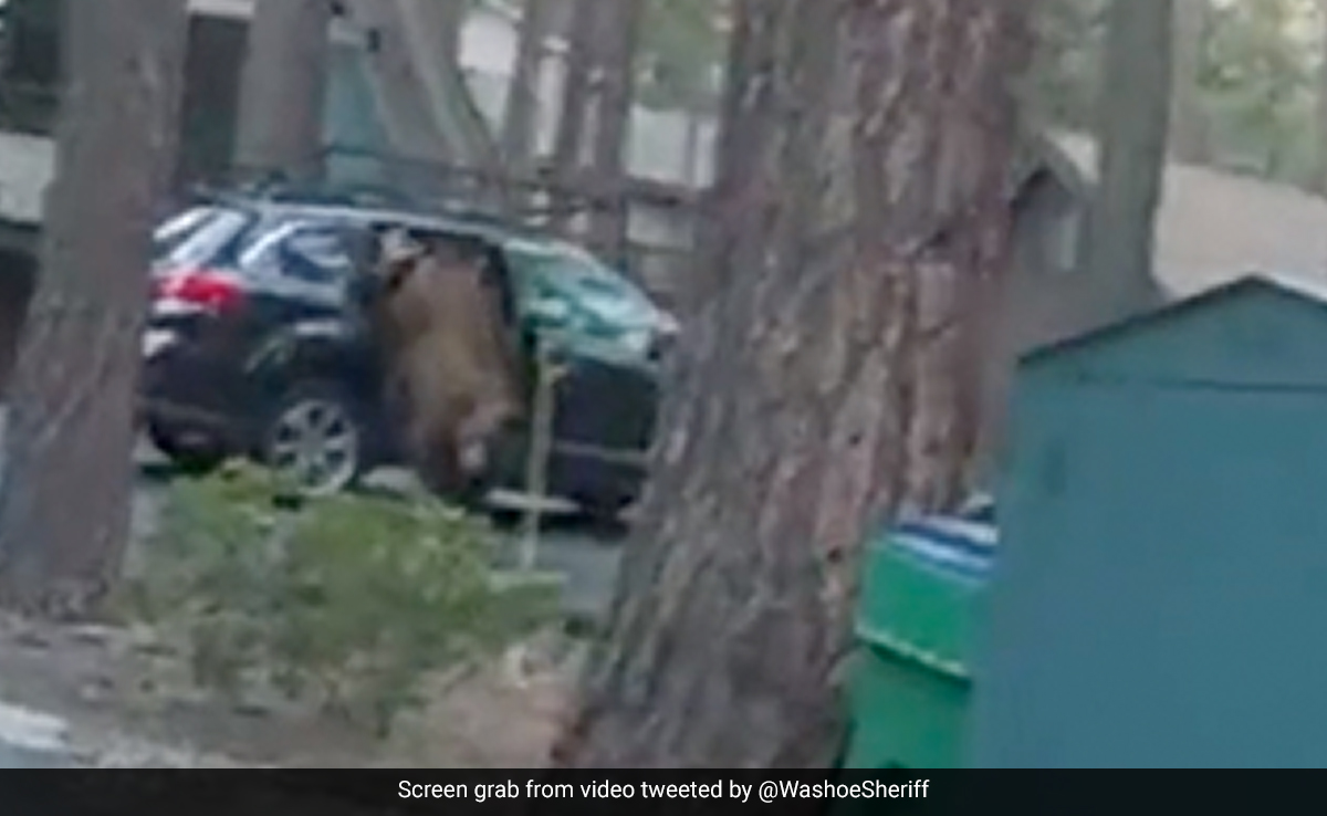 Watch: Hungry Bear Gets Trapped In Car In US, Freed By Epic Rope Trick