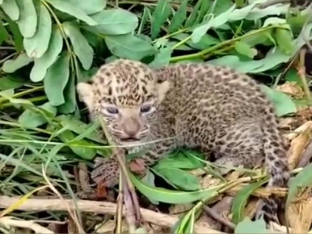 Leopard Cub Found By Villagers In Chhattisgarh
