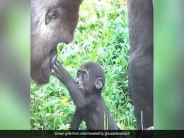 पहली बार अपने पिता से मिला बेबी गोरिल्ला, पास जाकर किया कुछ ऐसा, लोग बोले- इससे ज्यादा सुंदर और कुछ भी नहीं पहली बार अपने पिता से मिला बेबी गोरिल्ला, पास जाकर किया कुछ ऐसा, लोग बोले- इससे ज्यादा सुंदर और कुछ भी नहीं