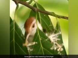 दर्जी की तरह बुनकर तैयार करती है अपना घोंसला, पत्तियों को चोंच से सिलती है, चिड़िया का टैलेंट देख रह जाएंगे हैरान दर्जी की तरह बुनकर तैयार करती है अपना घोंसला, पत्तियों को चोंच से सिलती है, चिड़िया का टैलेंट देख रह जाएंगे हैरान