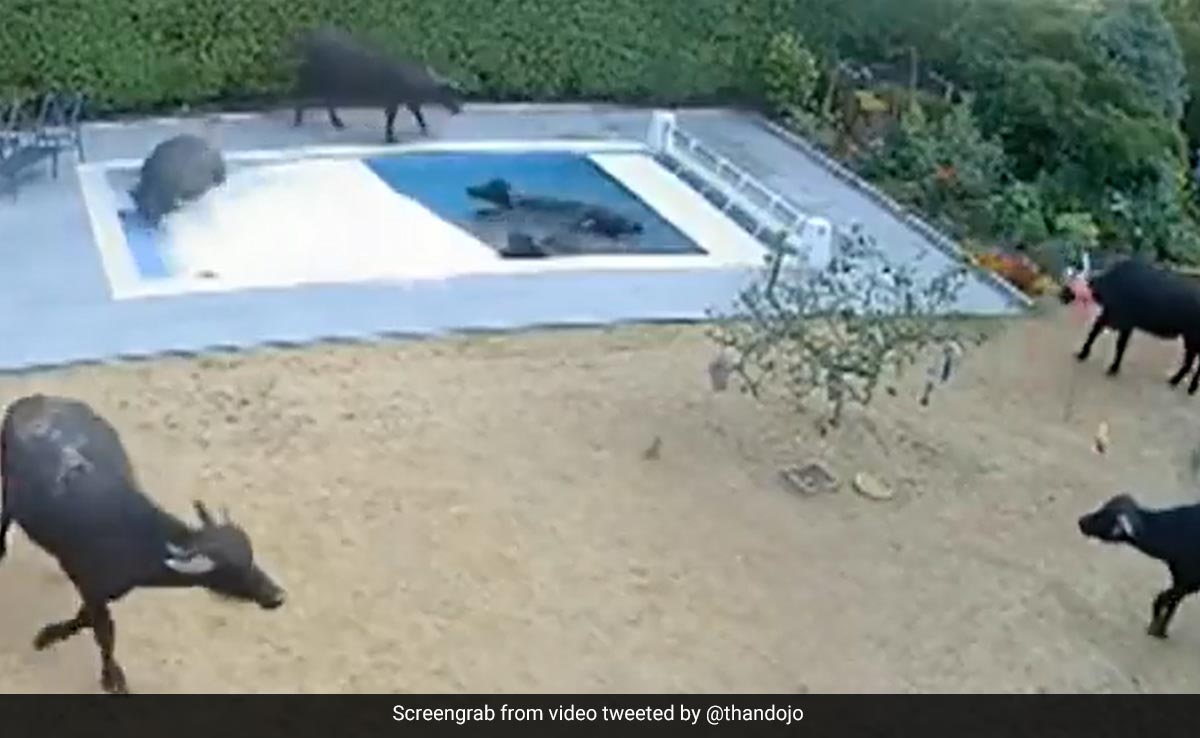 Buffaloes Take A Morning Dip In UK Pool, Cost Couple Rs 25 Lakh