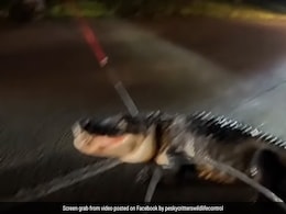 "Out Of Jurassic Park": Florida Man Bump Into 11-Foot Alligator During His Morning Exercise "Out Of Jurassic Park": Florida Man Bump Into 11-Foot Alligator During His Morning Exercise