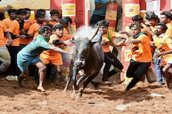 Supreme Court Uphelds Law Allowing Jallikattu In Tamil Nadu Supreme Court Uphelds Law Allowing Jallikattu In Tamil Nadu