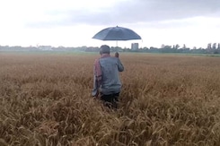 जम्मू : बेमौसम बारिश से फसल बर्बाद, किसान परेशान जम्मू : बेमौसम बारिश से फसल बर्बाद, किसान परेशान