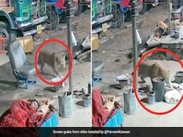 हाइवे पर सो रहे आवारा कुत्तों पर तेंदुआ ने किया हमला, आगे जो हुआ उसे देख कांप जाएगी रूह, IFS ऑफिसर ने शेयर किया वीडियो हाइवे पर सो रहे आवारा कुत्तों पर तेंदुआ ने किया हमला, आगे जो हुआ उसे देख कांप जाएगी रूह, IFS ऑफिसर ने शेयर किया वीडियो
