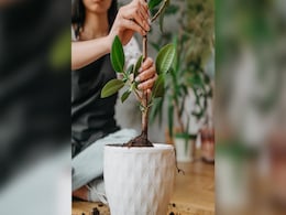 Gardening tips : गर्मी में ऐसे रखें पौधों का ध्यान, रहेंगे हरे भरे और फूलों से लदे Gardening tips : गर्मी में ऐसे रखें पौधों का ध्यान, रहेंगे हरे भरे और फूलों से लदे