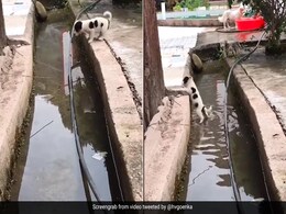 नाले को पार करते हुए बीच में ही गिर गया कुत्ते का बच्चा, दोबारा की निकलने की कोशिश, हर्ष गोयनका ने कही ये दिलचस्प बात नाले को पार करते हुए बीच में ही गिर गया कुत्ते का बच्चा, दोबारा की निकलने की कोशिश, हर्ष गोयनका ने कही ये दिलचस्प बात