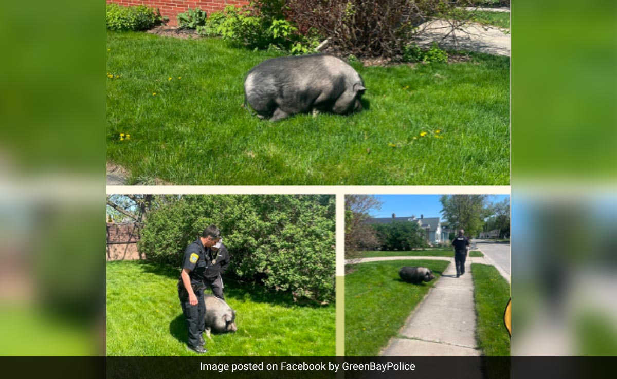 Pig That Escaped In US Lured Back Home With Fruit Snacks By Police