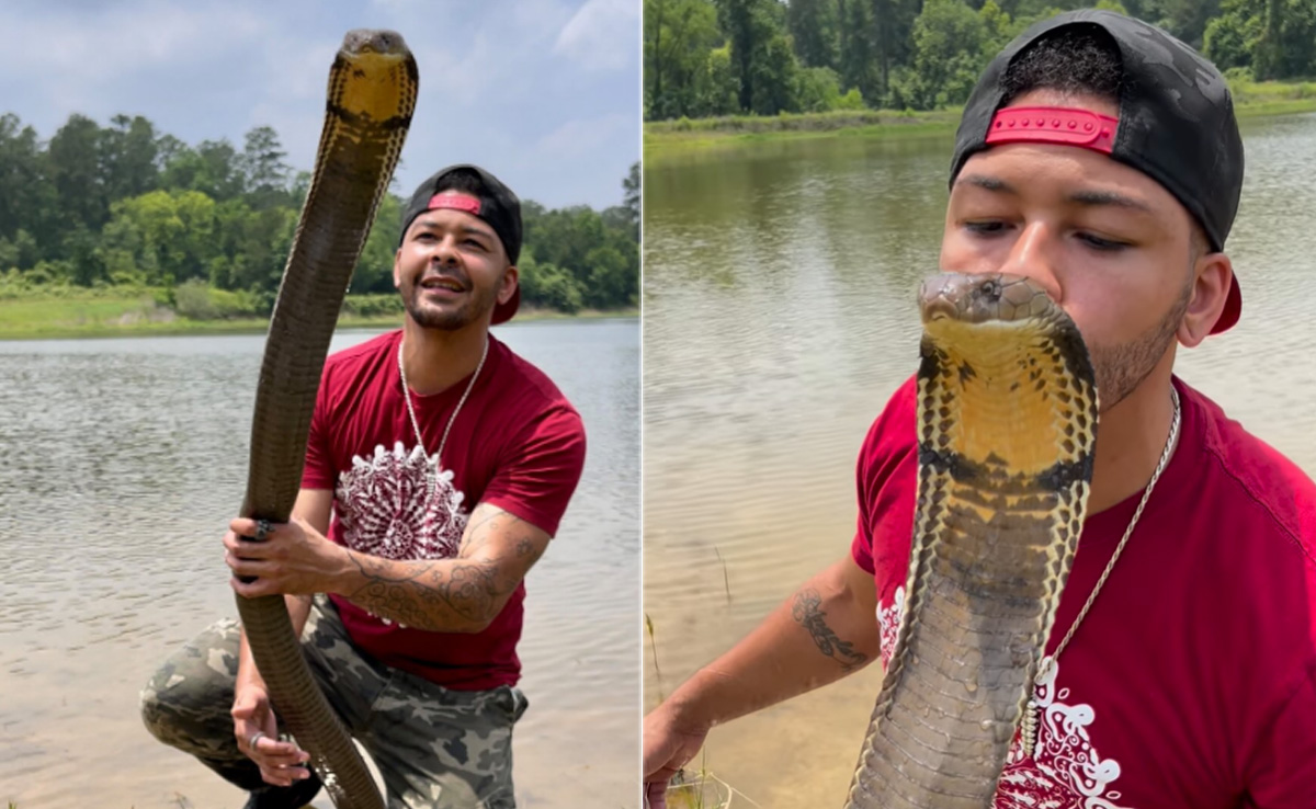 खतरनाक किंग कोबरा को चूमने लगा शख्स, अगले ही पल हो गया खेला, वीडियो देख कांप उठेगी रूह