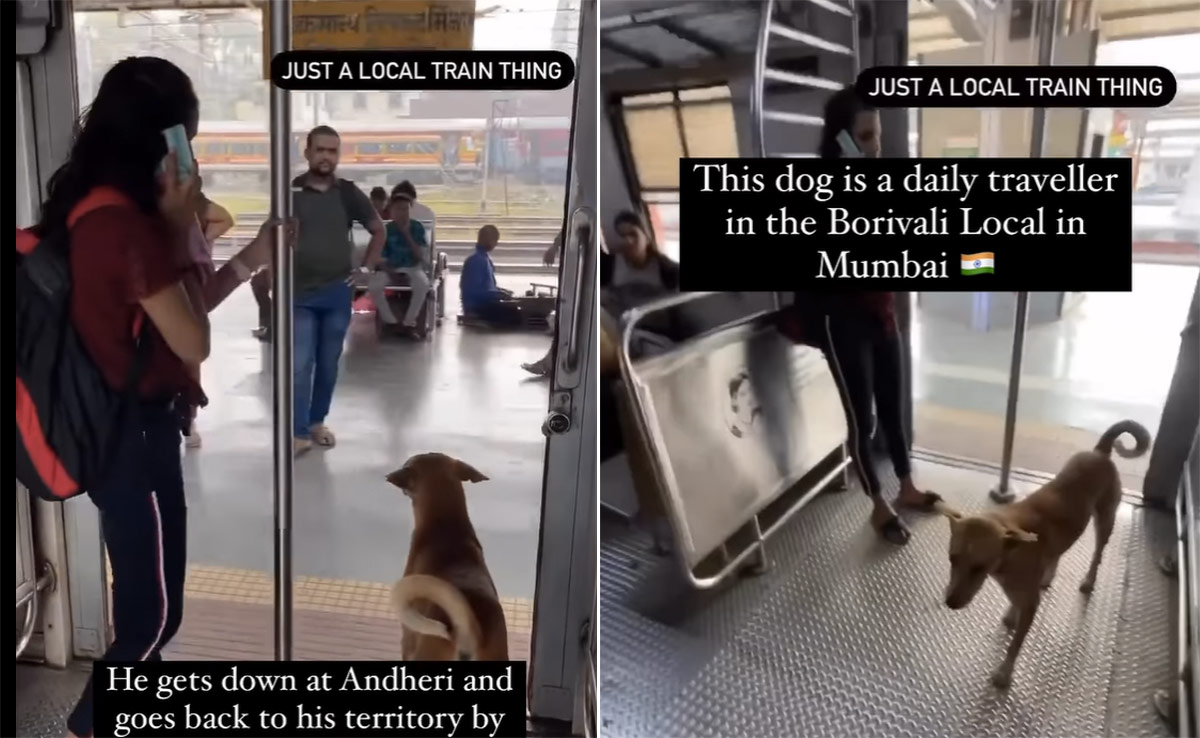 मुंबई की लोकल ट्रेन का परमानेंट पैसेंजर है ये स्ट्रीट डॉग, रोज एक ही समय पर करता है सफर, अब सोशल मीडिया पर हो रहा वायरल