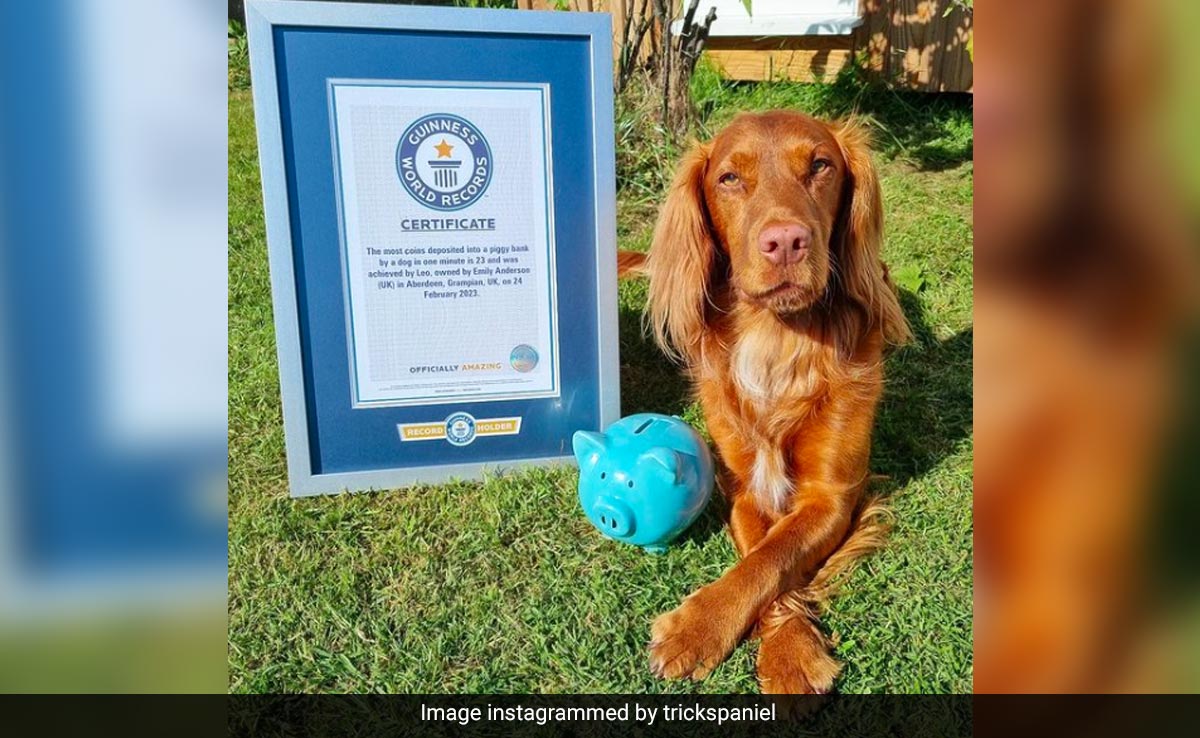 Scottish Dog Sets World Record For Piggy Bank Coin-Dropping
