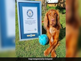 Scottish Dog Sets World Record For Piggy Bank Coin-Dropping Scottish Dog Sets World Record For Piggy Bank Coin-Dropping