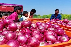 अहमदनगर : प्याज लगाकर पछता रहे किसान, अधिक लागत के बावजूद नहीं कमा पा रहे मुनाफा अहमदनगर : प्याज लगाकर पछता रहे किसान, अधिक लागत के बावजूद नहीं कमा पा रहे मुनाफा