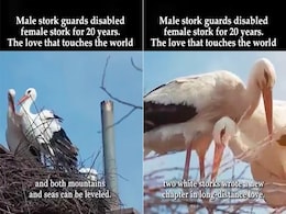 World Environment Day 2023: Kiran Bedi Posts Video Of Stork Love Story That Captured The World's Attention World Environment Day 2023: Kiran Bedi Posts Video Of Stork Love Story That Captured The World's Attention