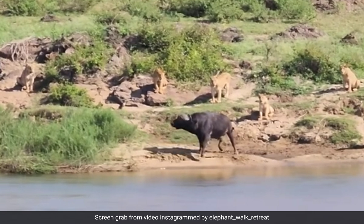 Viral Video Shows Lone Buffalo Outsmarts Lions And Survives An Attack