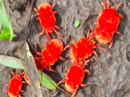 वीडियो में दिख रहे लाल रंग के इस जीव का क्या है नाम? सावन के मौसम में दिखता है ये वीडियो में दिख रहे लाल रंग के इस जीव का क्या है नाम? सावन के मौसम में दिखता है ये