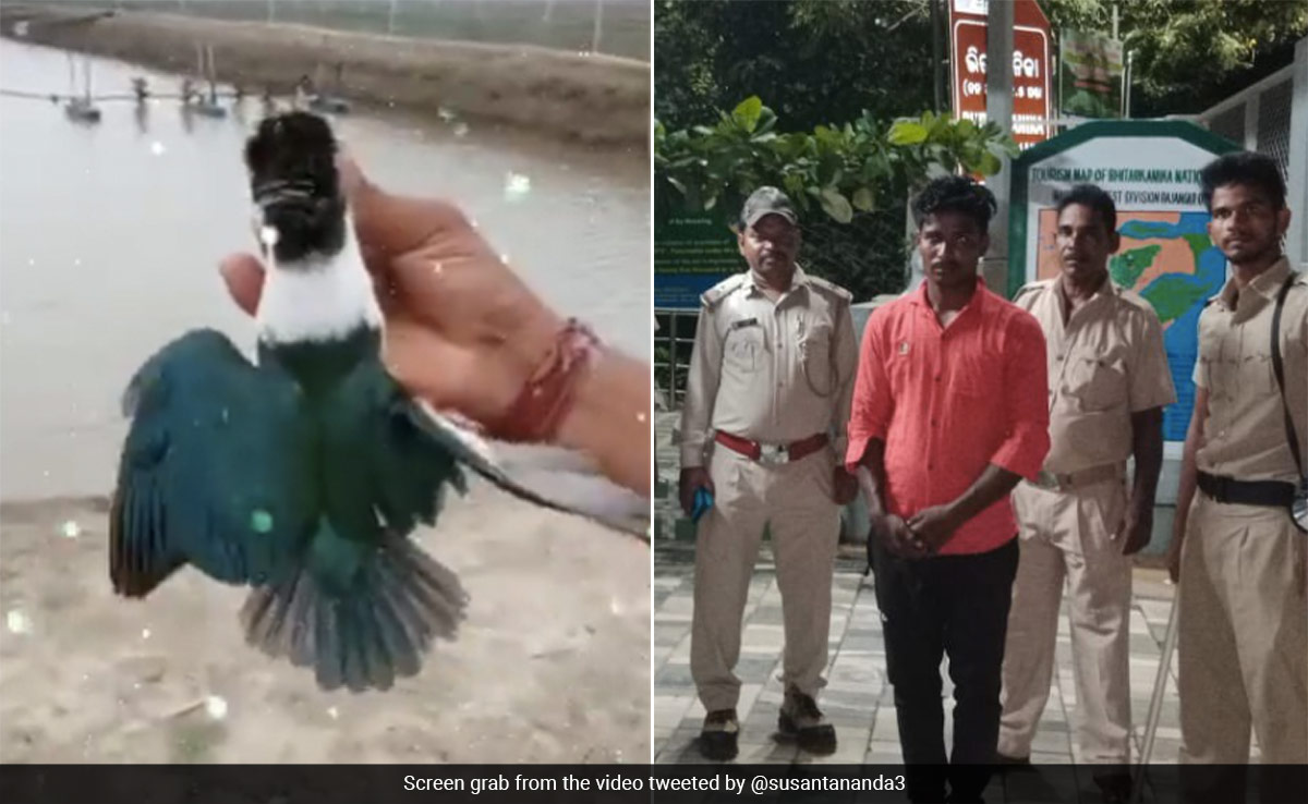 Odisha Man Kills Kingfisher And Posts Video On Instagram, Arrested