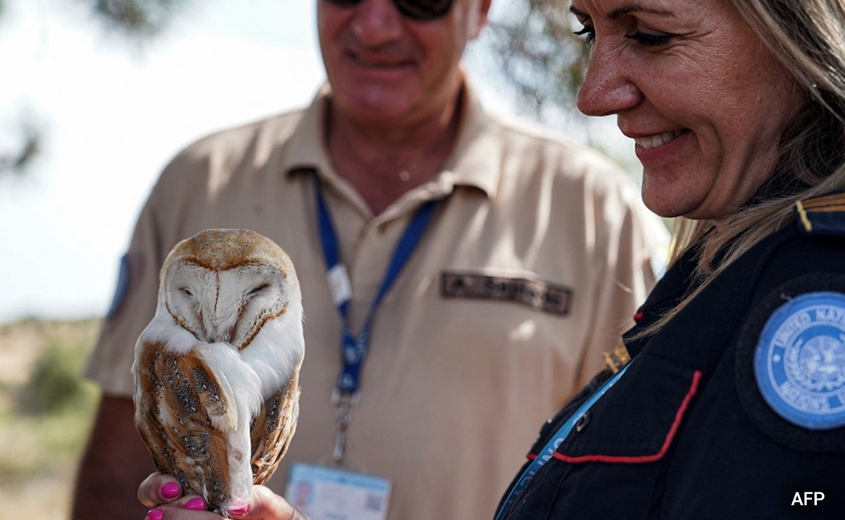 In Cyprus "No Man's Land", Owls Come To Farmers' Rescue