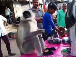 बंदर मजे से ले रहा था पानी-पुरी के मजे, आस-पास खड़े लोग देखकर हो गए हैरान बंदर मजे से ले रहा था पानी-पुरी के मजे, आस-पास खड़े लोग देखकर हो गए हैरान