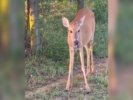 भूख लगने पर ख़तरनाक सांप को खाने लगी हिरण, वन अधिकारी ने कहा- यही प्रकृति का नियम है! भूख लगने पर ख़तरनाक सांप को खाने लगी हिरण, वन अधिकारी ने कहा- यही प्रकृति का नियम है!