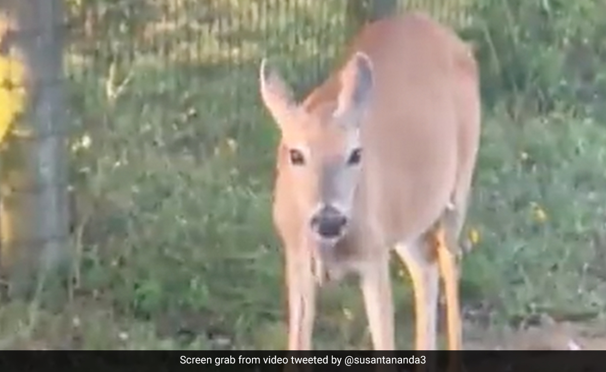 Viral Video Shows Deer Munching On A Snake, Internet In Disbelief
