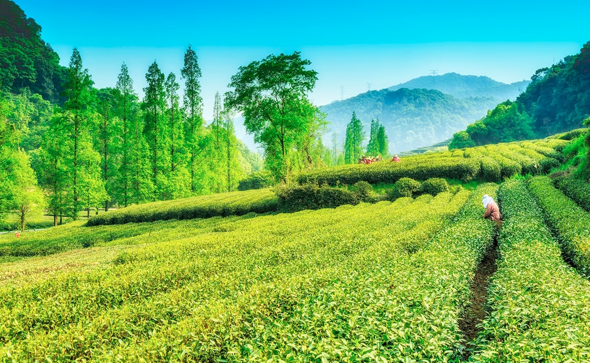 Tea Plantations Know All About Tea Plantations at NDTV Food