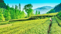 A Tea Lover's Paradise: Top 10 Tea Estate Destinations To Explore In India