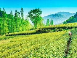 A Tea Lover's Paradise: Top 10 Tea Estate Destinations To Explore In India A Tea Lover's Paradise: Top 10 Tea Estate Destinations To Explore In India
