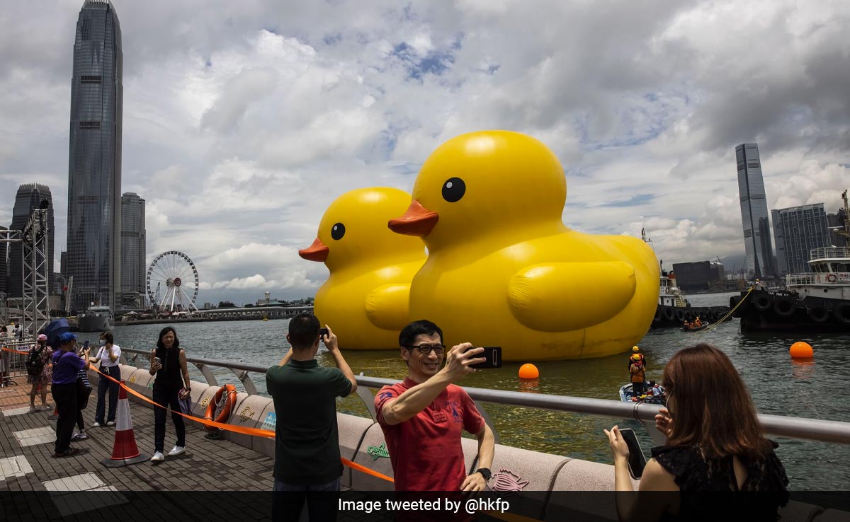 2 Giant Ducks Debut In Hong Kong To Bring Back "Double Luck"