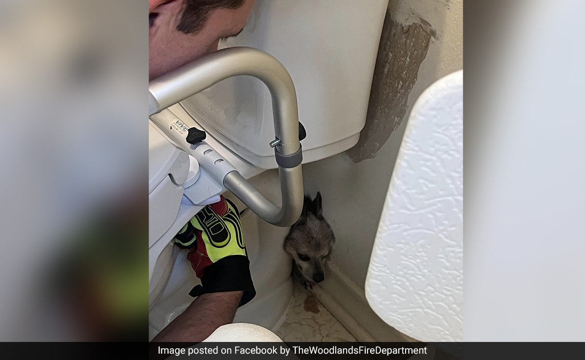 US Firefighters Free A Puppy Trapped Behind The Toilet Of Its Owner