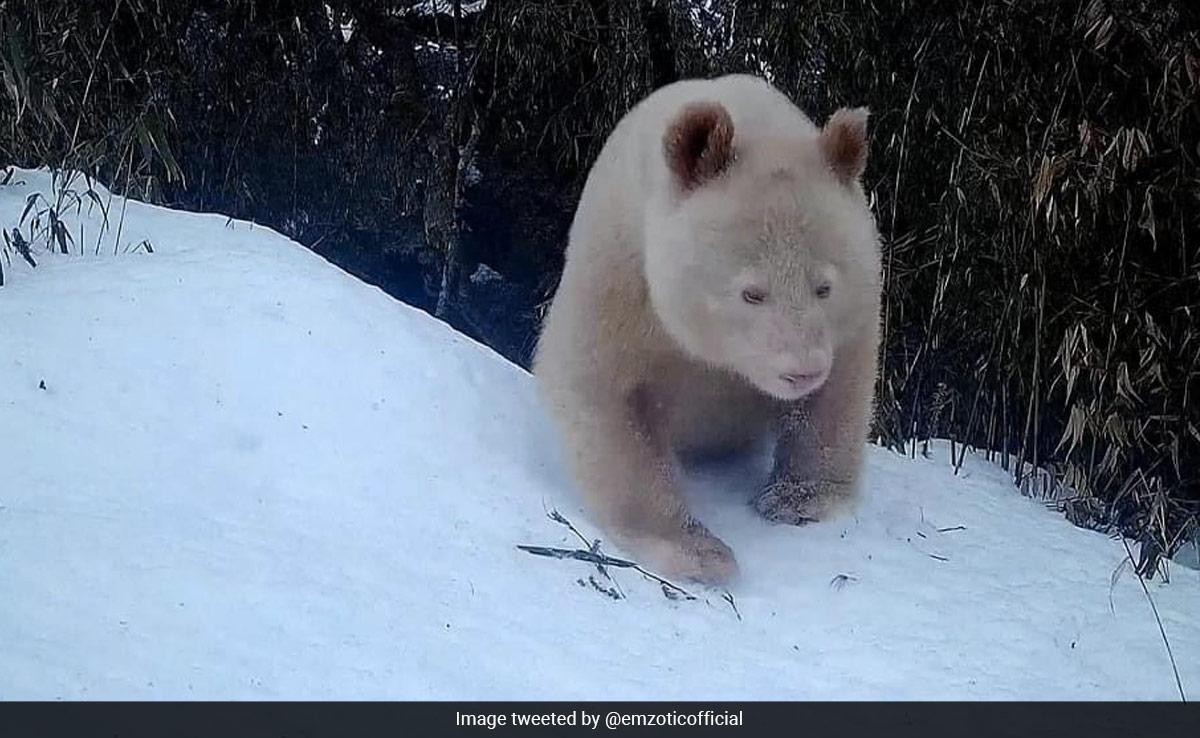 Rare All-White Panda Spotted In China's Nature Reserve