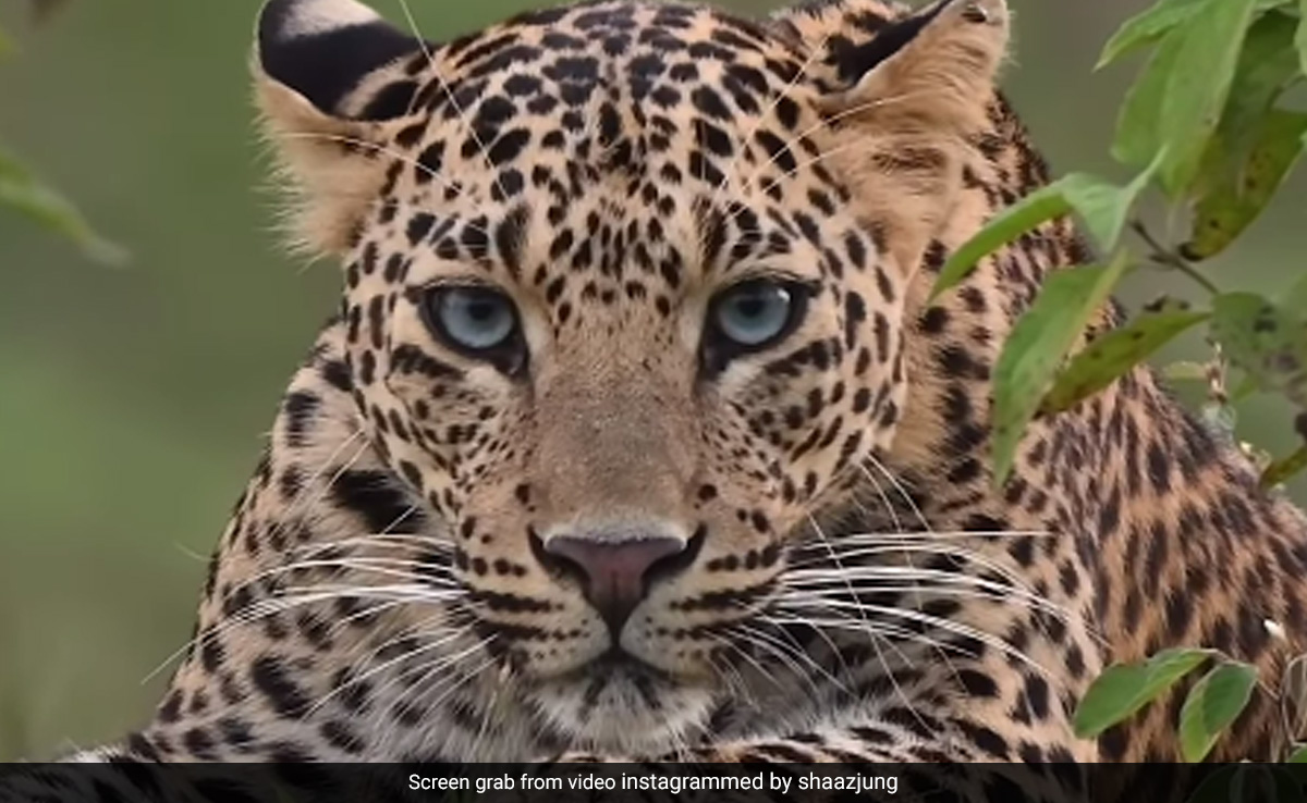 Probe Ordered Into Leopard's Death In UP Safari Park