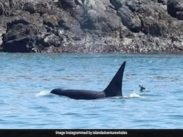 यह है दुनिया का सबसे भाग्यशाली हिरण, किलर व्हेल के साथ दिखा तैरता यह है दुनिया का सबसे भाग्यशाली हिरण, किलर व्हेल के साथ दिखा तैरता