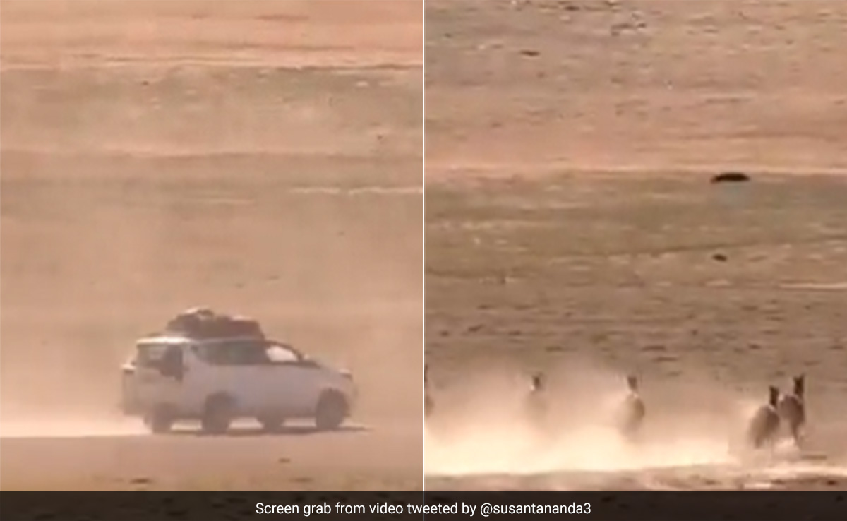 ''Disgusting'': Video Of Tourists Chasing Tibetan Wild Asses In Ladakh Angers Internet