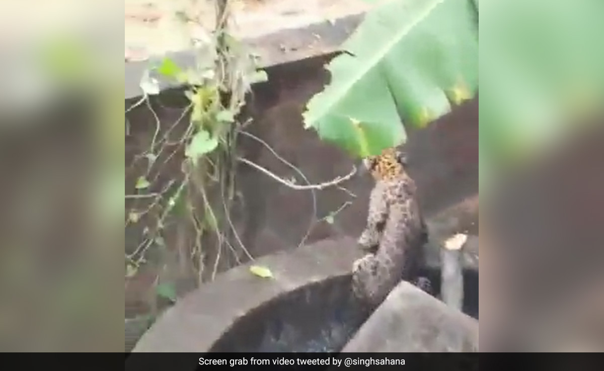 Watch: Leopard Fell Into Deep Well In Karnataka. How It Was Rescued