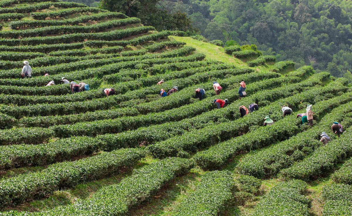 Erratic Rainfall, High Temperatures, Pests Hit Assam Tea Production