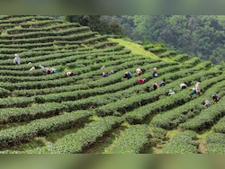 Erratic Rainfall, High Temperatures, Pests Hit Assam Tea Production