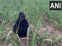 भालू बनकर अपनी फसलों को बंदरों से बचा रहे हैं किसान, वीडियो कर रहा है लोगों को हैरान भालू बनकर अपनी फसलों को बंदरों से बचा रहे हैं किसान, वीडियो कर रहा है लोगों को हैरान