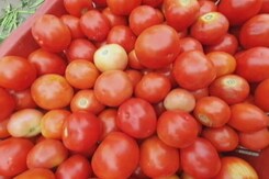 The Sharp Hike In Tomato Prices Across India The Sharp Hike In Tomato Prices Across India