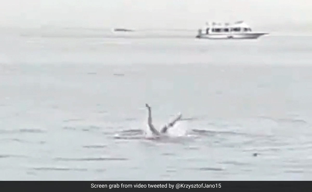 Russian Man Killed In Shark Attack Off Egyptian Red Sea Resort