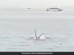 Russian Man Killed In Shark Attack Off Egyptian Red Sea Resort Russian Man Killed In Shark Attack Off Egyptian Red Sea Resort