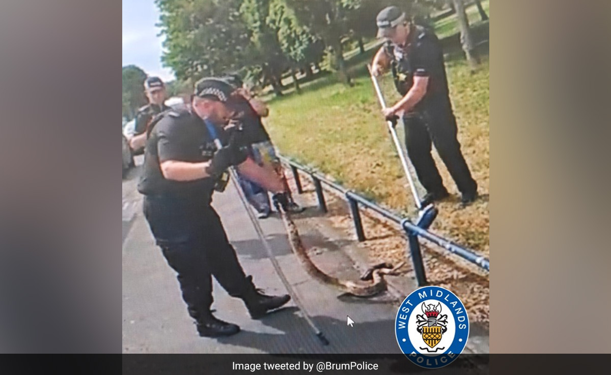 Police In Birmingham Capture Pet Boa Constrictor On Busy Road