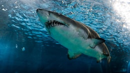 Man, Fishing With Family In Australia's Great Barrier Reef, Killed In Shark Attack