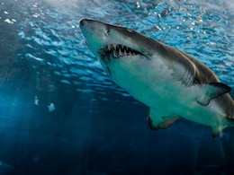 Man, Fishing With Family In Australia's Great Barrier Reef, Killed In Shark Attack Man, Fishing With Family In Australia's Great Barrier Reef, Killed In Shark Attack