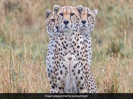 वाइल्डलाइफ फोटोग्राफर ने खींची तीन सिर वाले चीते की दुर्लभ तस्वीर, जानें क्या है इसके पीछे की कहानी वाइल्डलाइफ फोटोग्राफर ने खींची तीन सिर वाले चीते की दुर्लभ तस्वीर, जानें क्या है इसके पीछे की कहानी