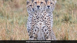 Cheetahs To Be Introduced At Madhya Pradesh's Gandhi Sagar Sanctuary